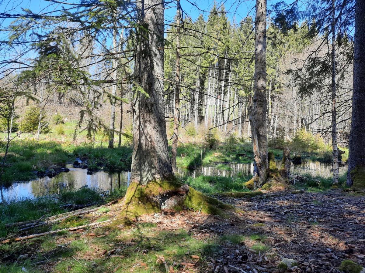 Ferienwohnung Dahlie Grafenhausen Exteriér fotografie